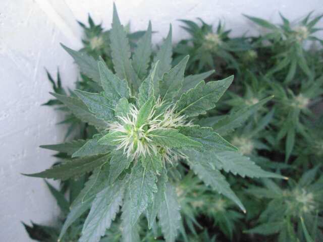 Клон Ташкенти