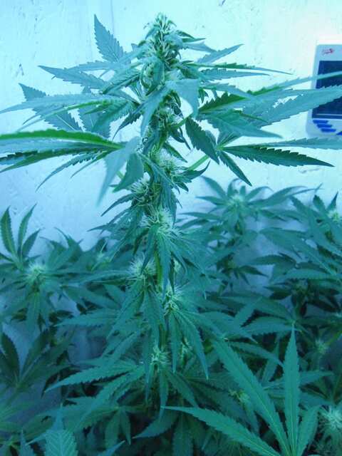 Клон Ташкенти