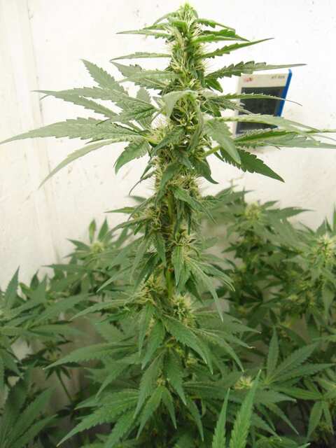 Клон Ташкенти