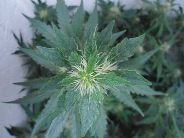 Клон Ташкенти