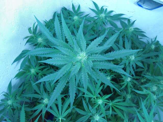 Клон Ташкенти