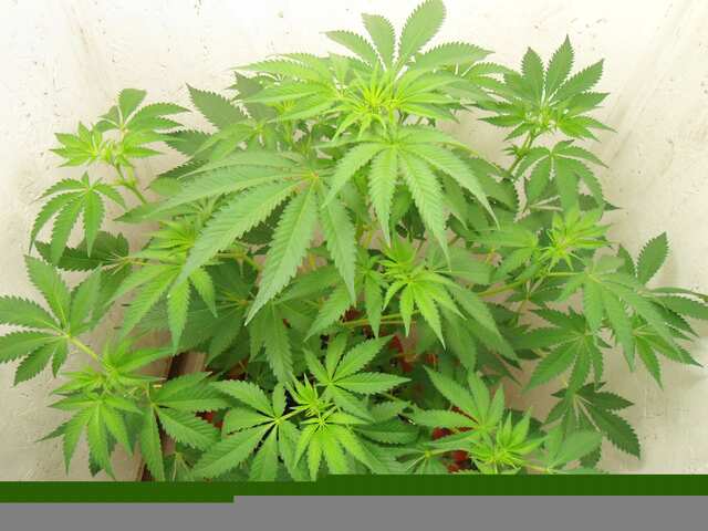 Клон Ташкенти