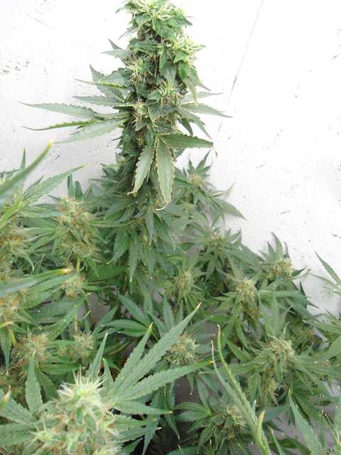 Клон Ташкенти