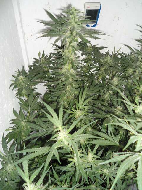 Клон Ташкенти