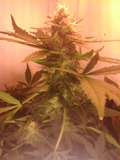 White WidoW Auto.