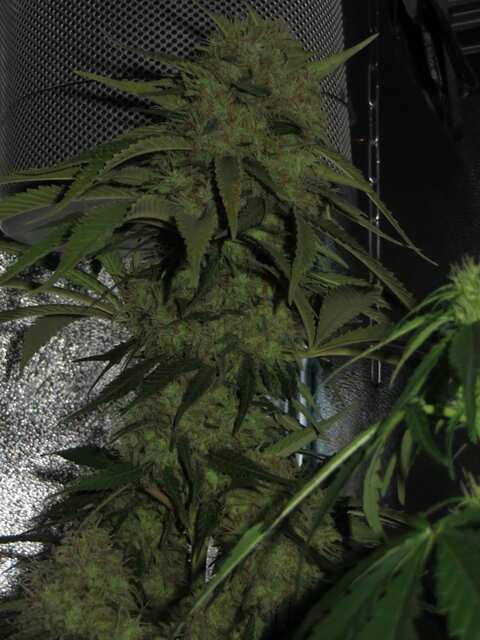 Amnesia feminized