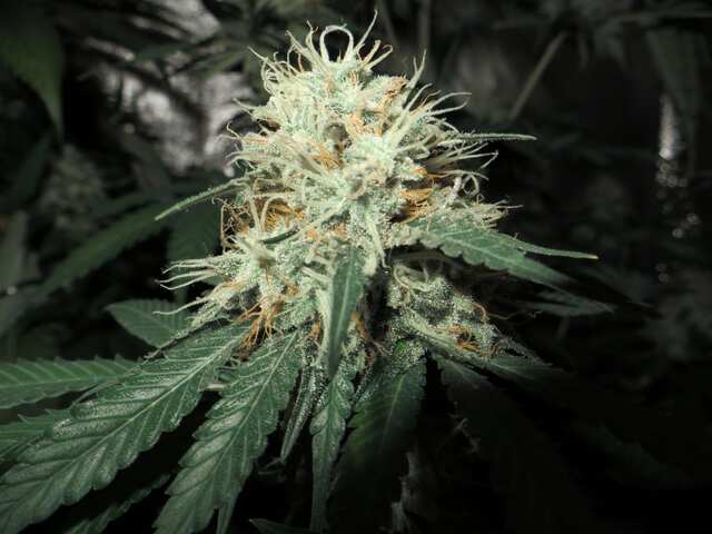 Amnesia feminized