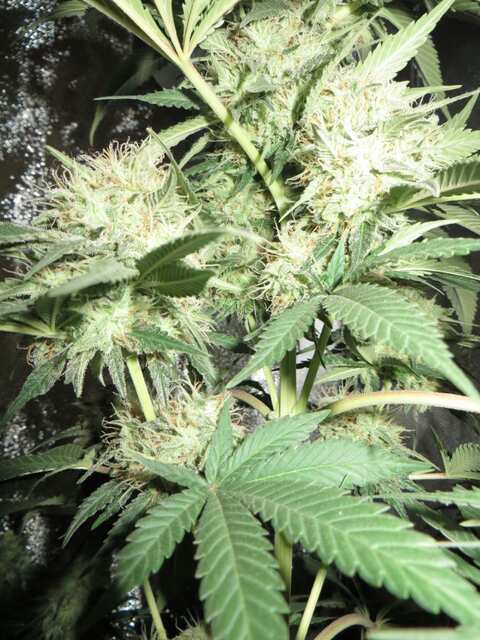 Amnesia feminized