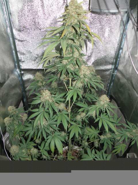 Amnesia feminized