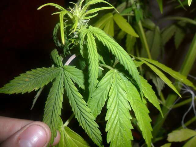 Shunk auto fem