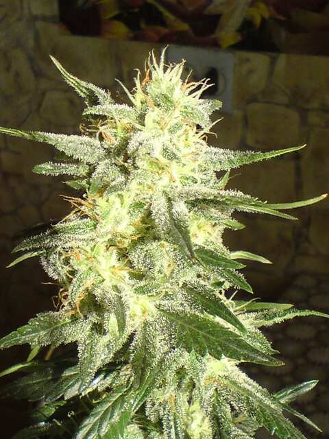 G13 Haze F.