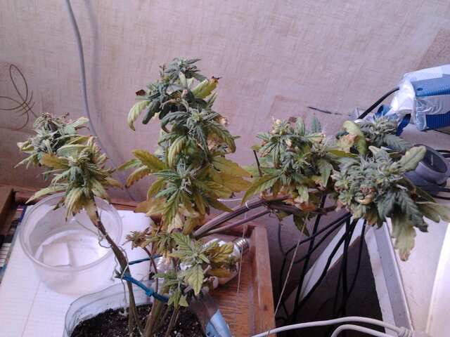 Is6CrSZ6 N8