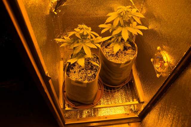 auto white widow