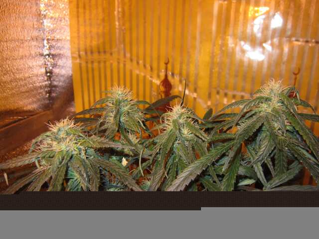 Dr. Grinspoon