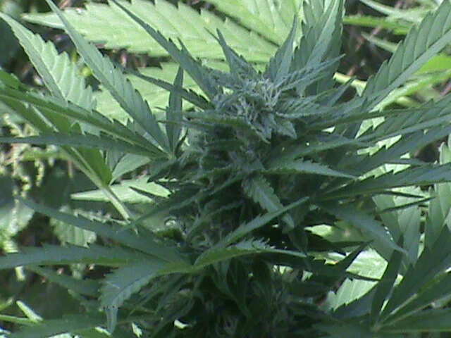 Auto Haze