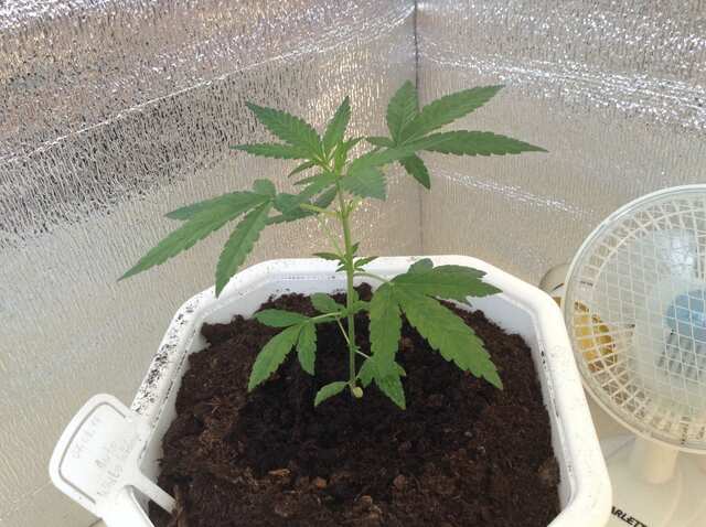 1 месяц Auto White Widow
