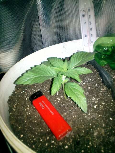 Auto Super Skunk Feminised   возраст от сухой семки - 16 дней