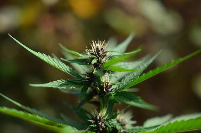 auto kush