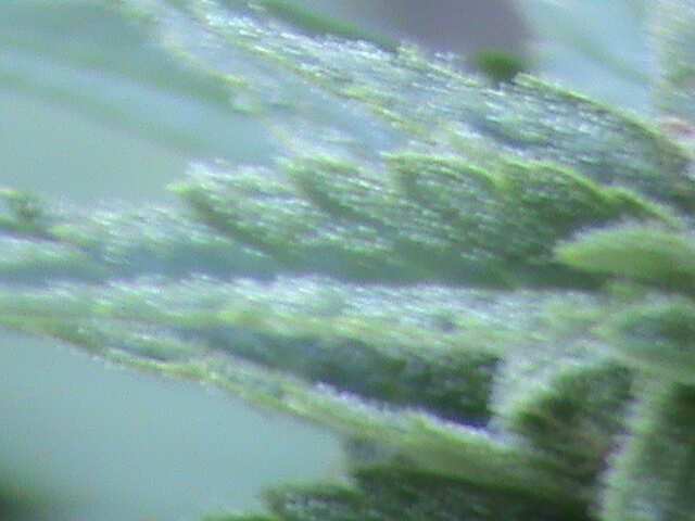 DSC00060