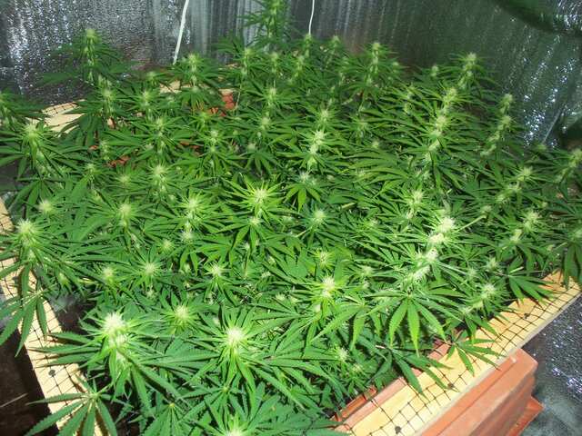 liberty haze