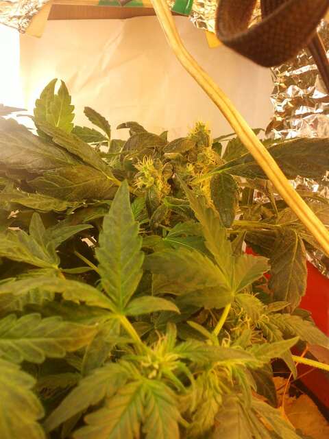 Auto Purple (6 Дней перевод 12/12)