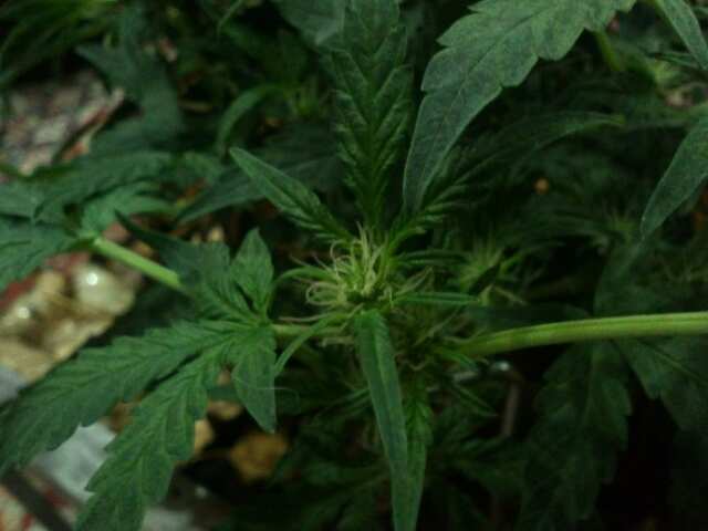 Auto Purple (6 Дней перевод 12/12)