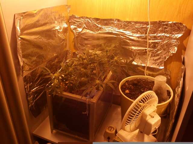 Auto Purple