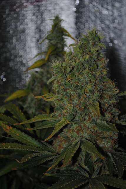 Bubble Gum