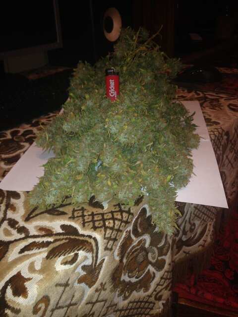 Jack Herer