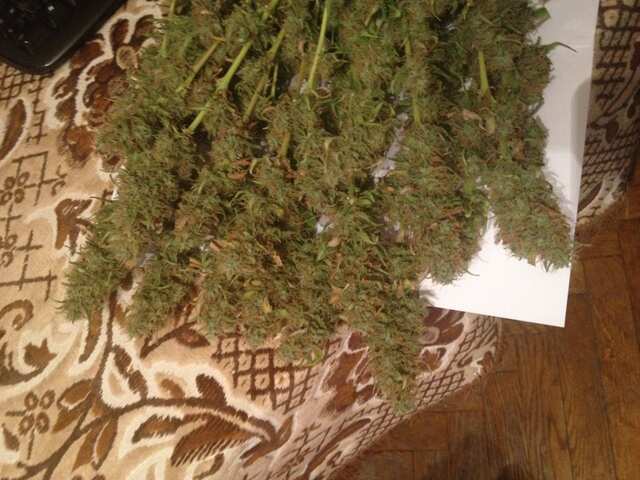 Jack Herer