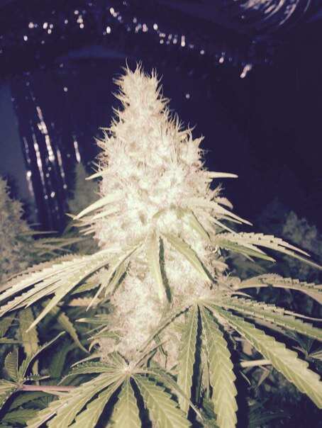 Jack47 от Sweet Seeds 55дней 12\12