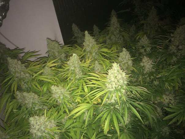 Jack47 от Sweet Seeds 55дней 12\12