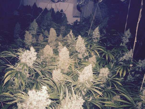 Jack47 от Sweet Seeds 55дней 12\12