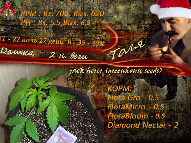 толик 2нвш