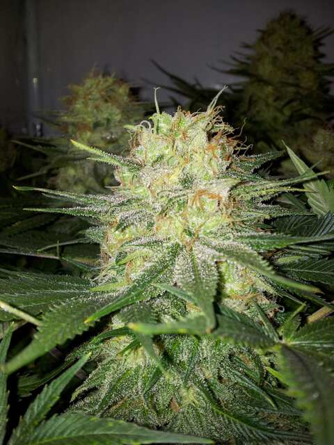 Jack Flash Nr.5 от Sensi Seeds