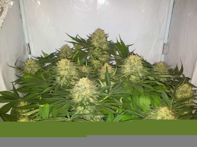 Jack Flash Nr.5 от Sensi Seeds