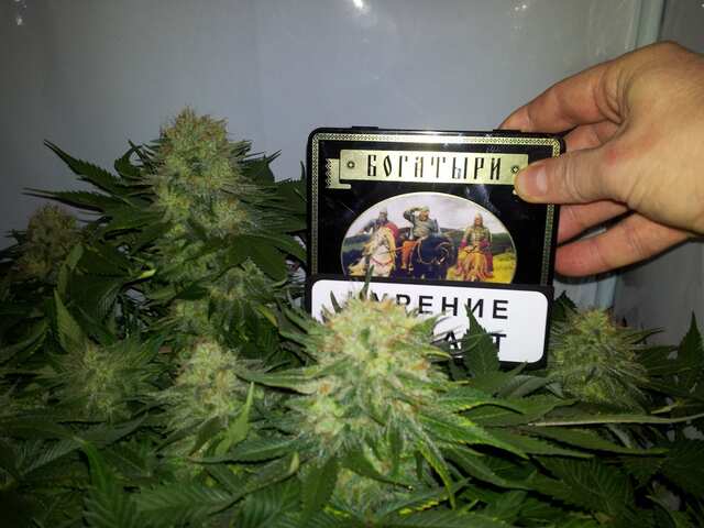 Jack Flash Nr.5 от Sensi Seeds