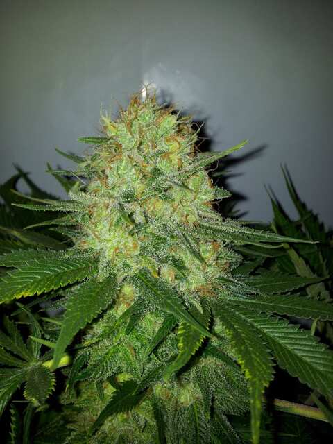 Jack Flash Nr.5 от Sensi Seeds