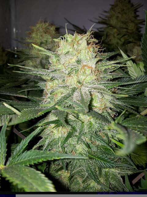 Jack Flash Nr.5 от Sensi Seeds