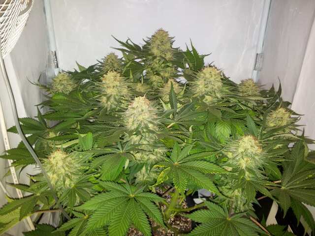 Jack Flash Nr.5 от Sensi Seeds