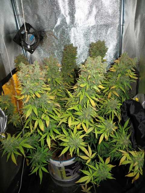 Flash Babylon Auto feminized