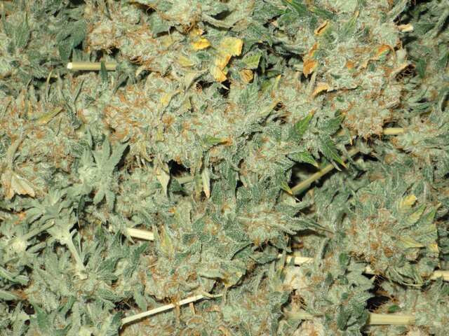 Jack Herer