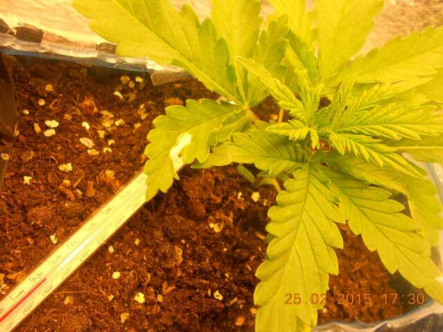 температуха  :weedbush: