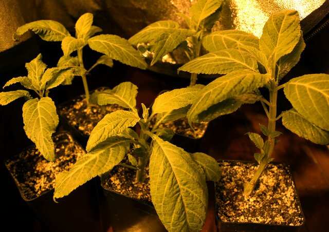 Salvia Divinorum 08