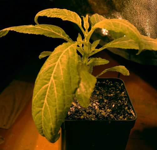 Salvia Divinorum