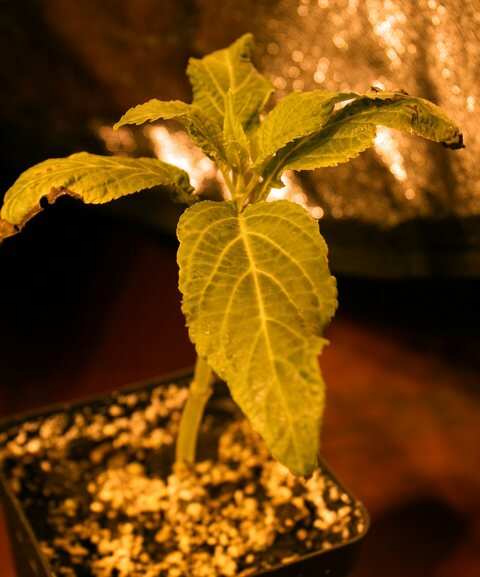 Salvia Divinorum 05