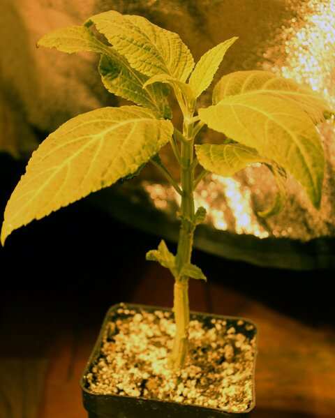 Salvia Divinorum 03