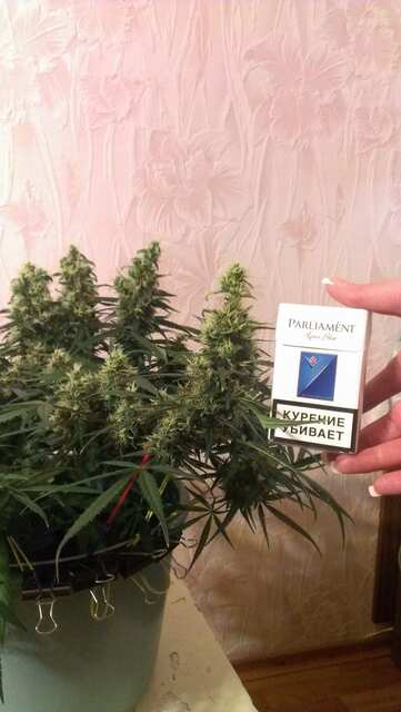 51 день цвета