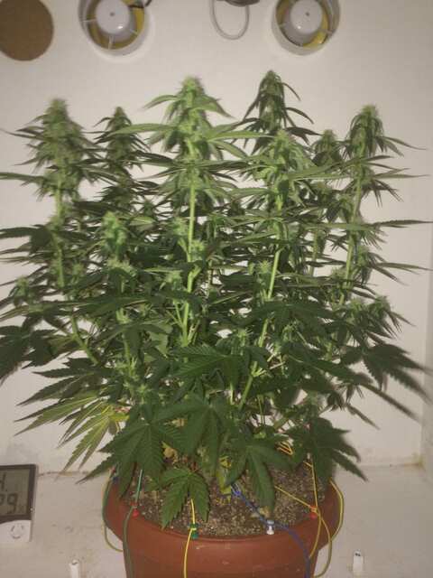 Auto kali mist fem, LSD fem