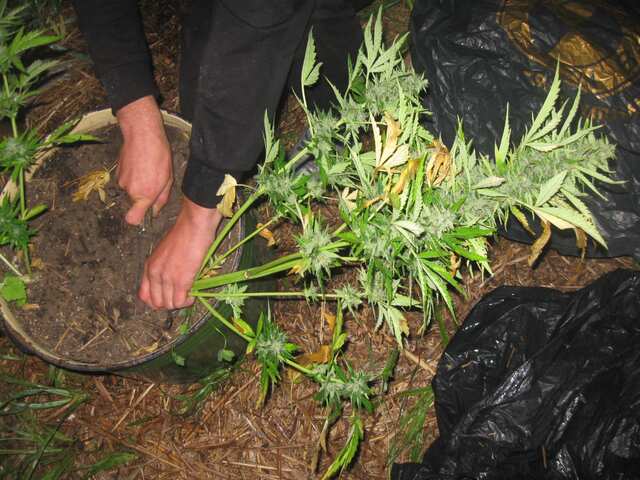 Auto White Diesel Haze 85 дней от каски ХАРВ